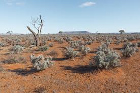We found out when the Nullarbor Plain dried out, splitting Australia’s ecosystems in half image